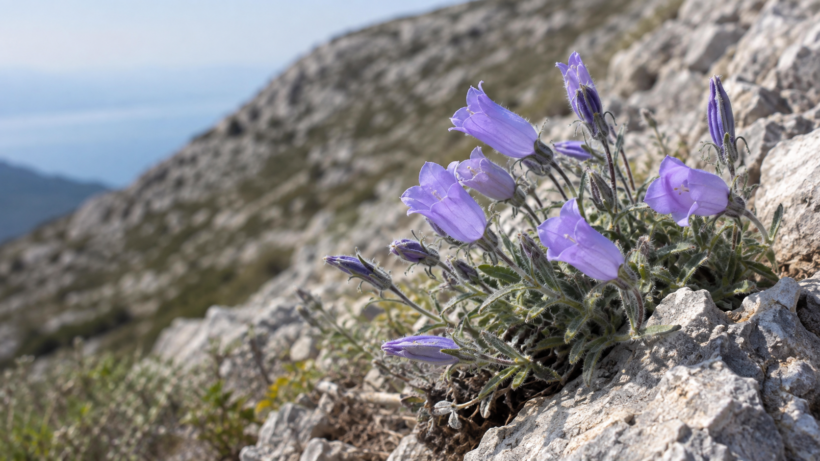 Tüylü Çan Çiçeği — Campanula tomentosa, Dilek Yarımadası endemik bitkisi