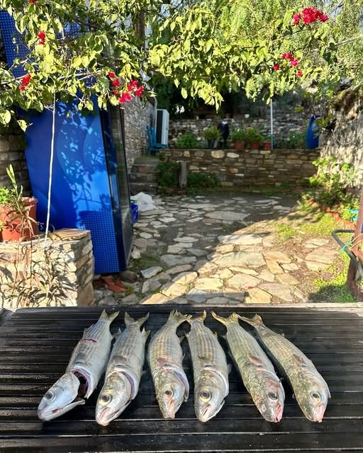 Samos Restaurant taze kefal balığı Doğanbey bahçesi